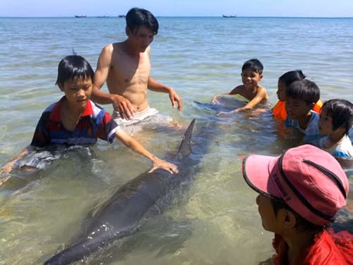 Cứu hộ thành công cá heo mắc cạn và thả trở lại biển ảnh 2