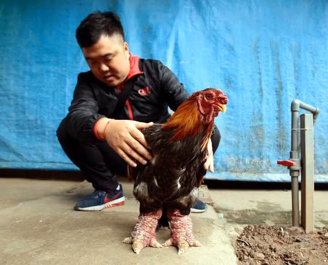 Ngắm gà Đông Tảo với cặp chân thô xấu xí giá từ 10 triệu đồng/con ảnh 6