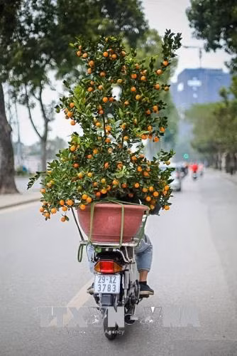 Đào bung cánh, quất chín vàng theo nhau về phố ảnh 10