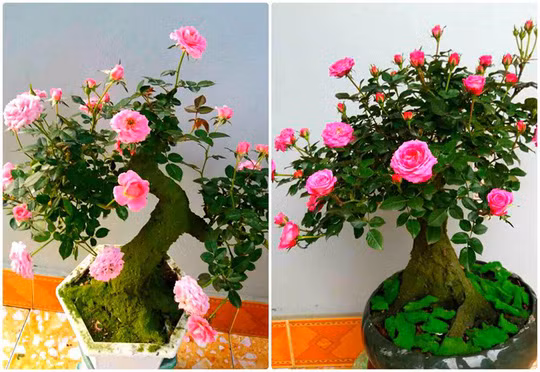 Cây cảnh độc lạ giá tiền triệu vẫn được 'săn đón' ảnh 2