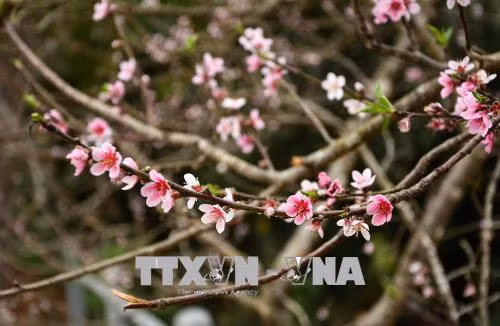 Nhộn nhịp thị trường đào rừng nơi phố núi Mường Thanh ảnh 3