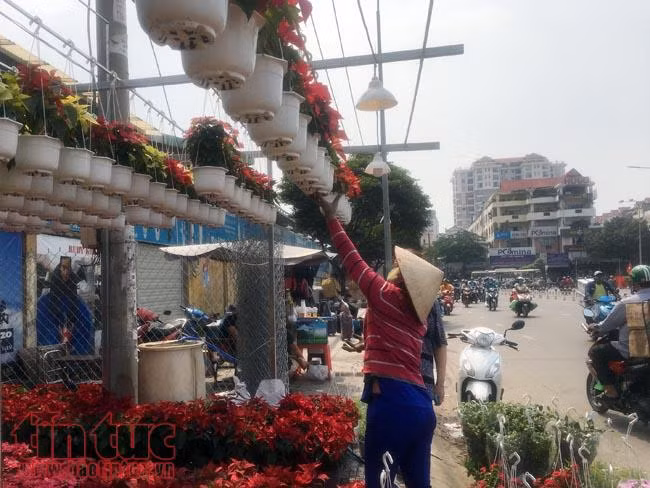 Hoa cảnh, cây kiểng trưng Tết "tràn" về phố Sài Gòn ảnh 14