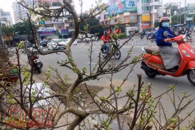 Hoa cảnh, cây kiểng trưng Tết "tràn" về phố Sài Gòn ảnh 3