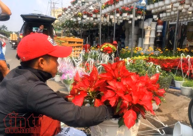 Hoa cảnh, cây kiểng trưng Tết "tràn" về phố Sài Gòn ảnh 6