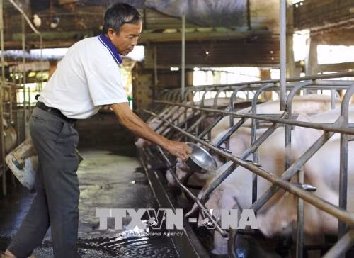 Người chăn nuôi e ngại tái đàn dù giá lợn tăng nhẹ ảnh 1