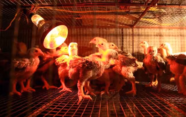 Ngắm gà Đông Tảo với cặp chân thô xấu xí giá từ 10 triệu đồng/con ảnh 4