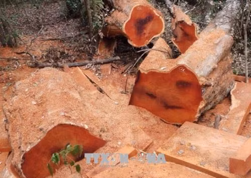 Đắk Lắk điều tra vụ phá rừng tại Tiểu khu 408 - Vườn quốc gia Yok Đôn ảnh 2