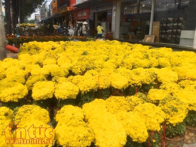 Hoa cảnh, cây kiểng trưng Tết "tràn" về phố Sài Gòn ảnh 4