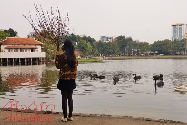 Xem cá chép của ông Công, ông Táo chờ chầu Trời ở 'hồ Thiên Nga’ ảnh 5