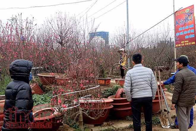 Người dân trồng đào Nhật Tân bội thu do thời tiết ủng hộ ảnh 2