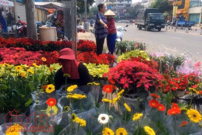 Hoa cảnh, cây kiểng trưng Tết "tràn" về phố Sài Gòn ảnh 13