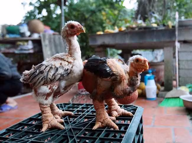 Ngắm gà Đông Tảo với cặp chân thô xấu xí giá từ 10 triệu đồng/con ảnh 3
