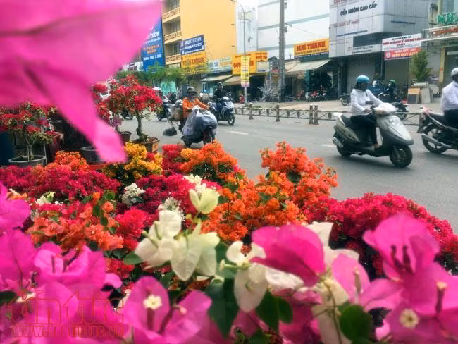 Hoa cảnh, cây kiểng trưng Tết "tràn" về phố Sài Gòn ảnh 11