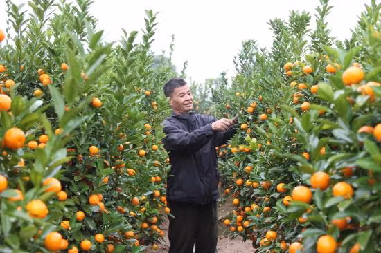 Xuân sang ngập tràn sắc màu vùng đất ven đô ảnh 1
