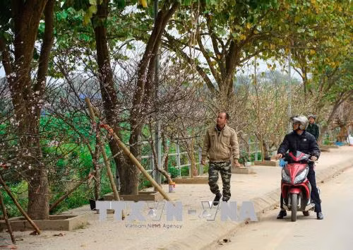 Nhộn nhịp thị trường đào rừng nơi phố núi Mường Thanh ảnh 1