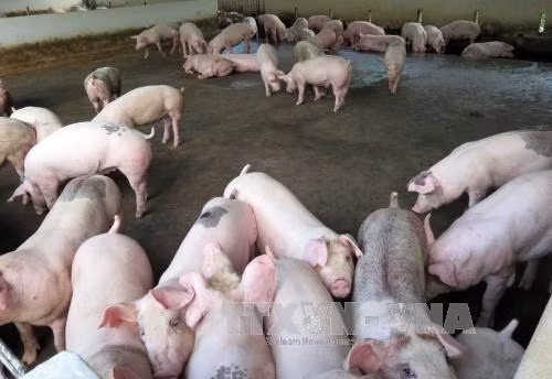 Giá lợn hơi tăng trở lại ảnh 1