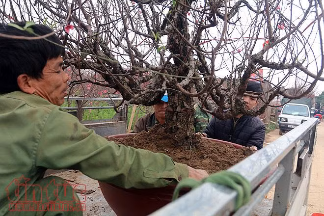 Người dân trồng đào Nhật Tân bội thu do thời tiết ủng hộ ảnh 6