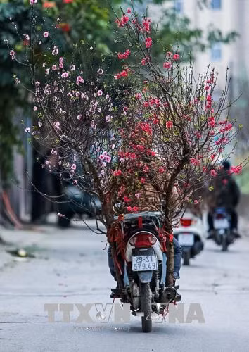 Đào bung cánh, quất chín vàng theo nhau về phố ảnh 1