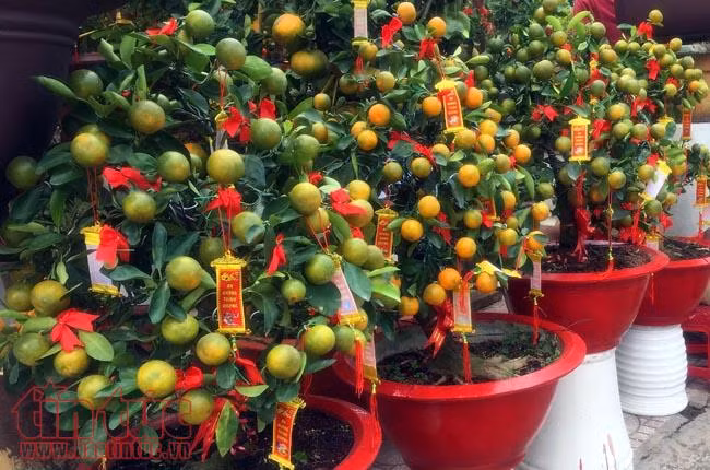 Hoa cảnh, cây kiểng trưng Tết "tràn" về phố Sài Gòn ảnh 9
