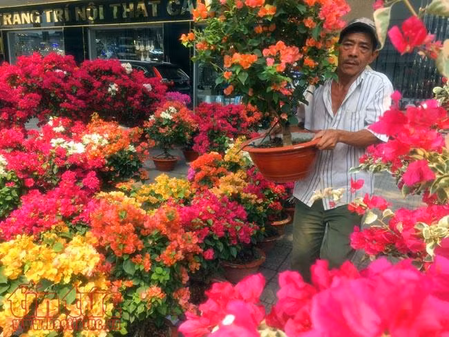 Hoa cảnh, cây kiểng trưng Tết "tràn" về phố Sài Gòn ảnh 1