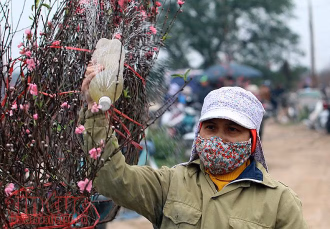 Người dân trồng đào Nhật Tân bội thu do thời tiết ủng hộ ảnh 8