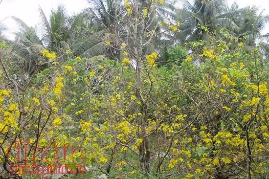 Thị trường hoa quả trưng Tết 2018 bắt đầu vào mùa, giá không tăng ảnh 4