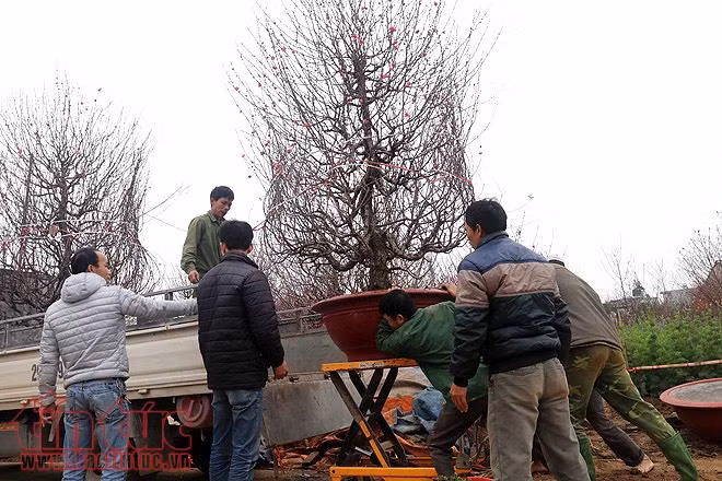 Người dân trồng đào Nhật Tân bội thu do thời tiết ủng hộ ảnh 4
