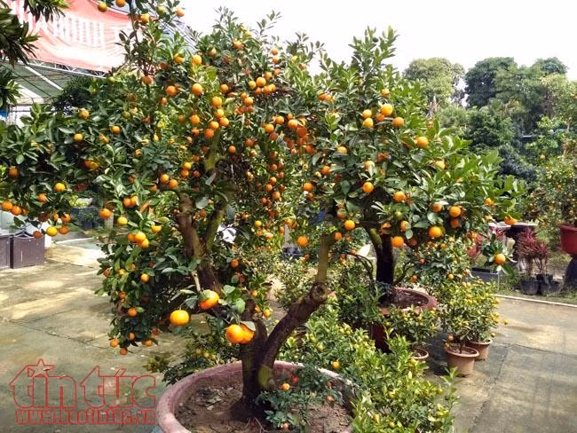 Hoa cảnh, cây kiểng trưng Tết "tràn" về phố Sài Gòn ảnh 10