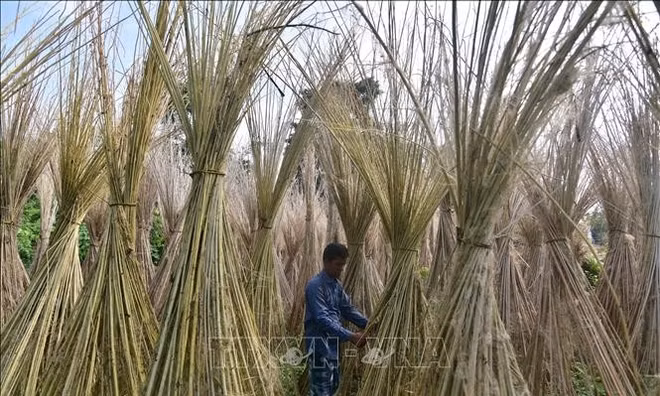 Mùa thu hoạch đay tại Ấn Độ