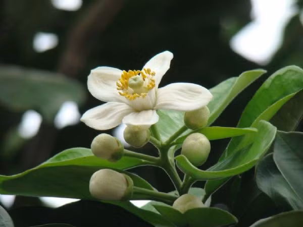 Ngạt ngào hoa bưởi ảnh 1