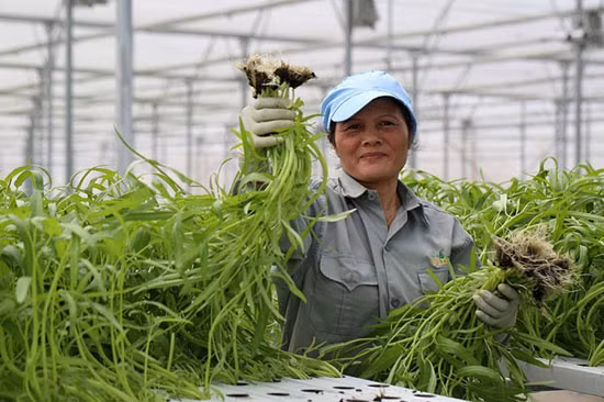 Giúp nhà nông tiêu thụ sản phẩm ảnh 1