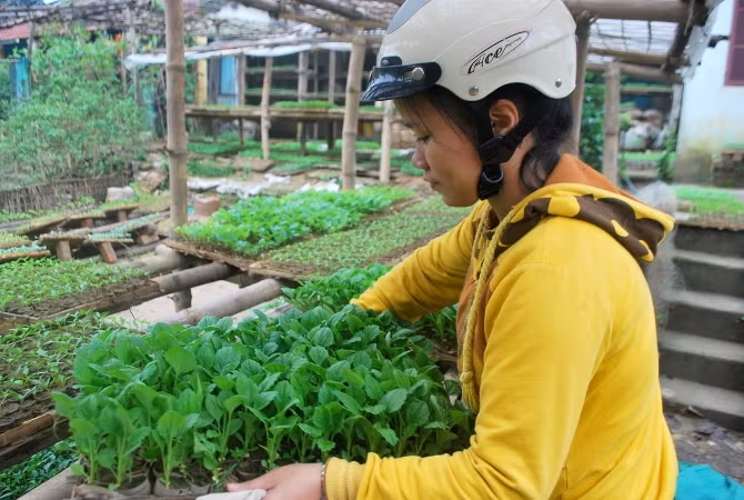 Mùa ươm rau giống ở Đại Lộc ảnh 2