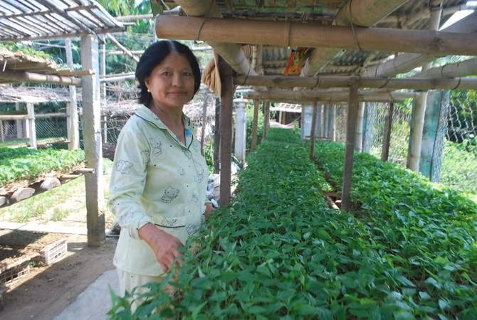 Mùa ươm rau giống ở Đại Lộc ảnh 3