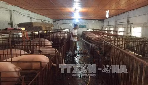 Doanh nghiệp thực phẩm "than" việc sử dụng chất cấm trong chăn nuôi ảnh 1