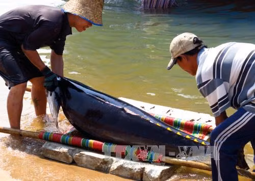 An toàn cá heo trong khai thác cá ngừ ảnh 1