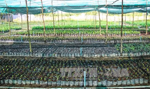 Chuối già Nam Mỹ xanh trên vùng đất phèn U Minh Hạ ảnh 2