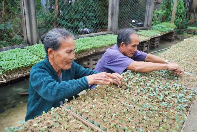 Mùa ươm rau giống ở Đại Lộc ảnh 1