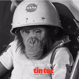 Hồ sơ mật: Vinh quang và bi kịch của tinh tinh Ham - 'phi hành gia' NASA đầu tiên bay vào vũ trụ