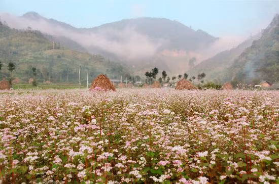 Đắm say hoa tam giác mạch đất Hà Giang ảnh 3