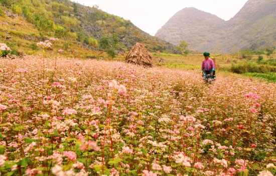 Đắm say hoa tam giác mạch đất Hà Giang ảnh 7