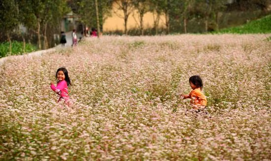 Đắm say hoa tam giác mạch đất Hà Giang ảnh 8