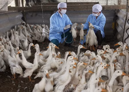Hải Dương công bố có dịch cúm A/H5N1 ảnh 1