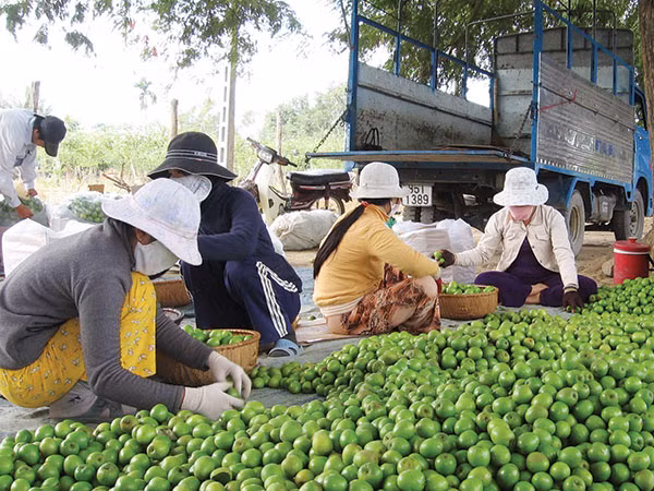Công bố nhãn hiệu 'táo Ninh Thuận', 'tỏi Phan Rang' ảnh 1