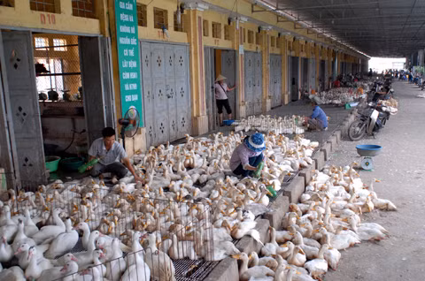 Hà Nội chấm dứt vận chuyển gia cầm lậu ảnh 1