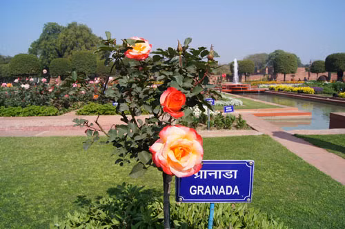 Mughal Gardens – xứ sở của cây và hoa ảnh 1