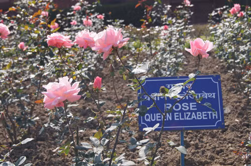 Mughal Gardens – xứ sở của cây và hoa ảnh 2