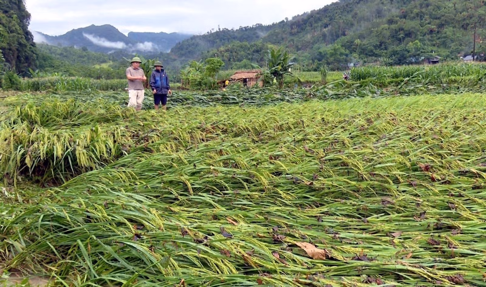 Mưa lớn khiến nhiều diện tích lúa và ngô của người dân tại huyện Lâm Bình (Tuyên Quang) bị gãy đổ. Ảnh: Hoàng Hải/TTXVN