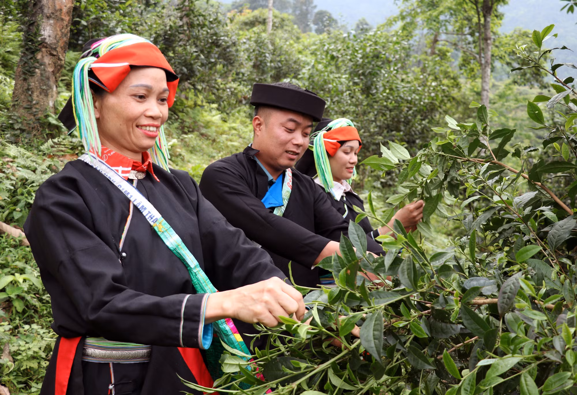 Chàng thanh niên người Dao Bàn Văn Hiệu cùng người dân miệt mài hái những búp chè Shan tuyết xuân non xanh trên dãy Tây Côn Lĩnh.
