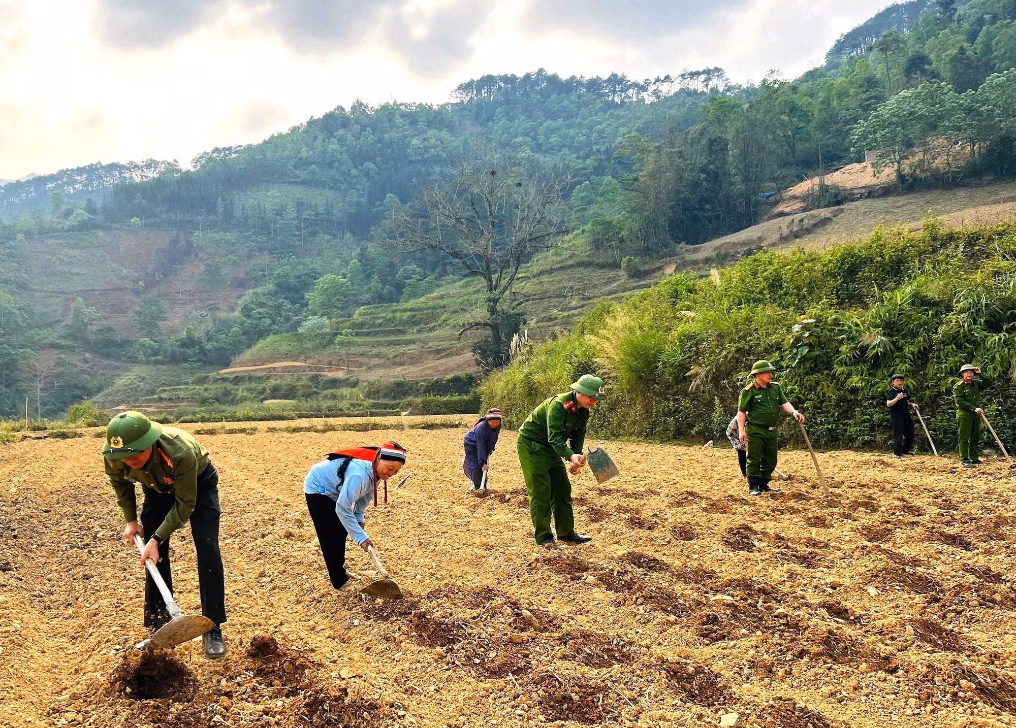 Cán bộ, chiến sĩ Công an xã Cán Tỷ cùng người dân làm đất, xuống giống khoai sọ cho vụ mới. Ảnh: TTXVN phát