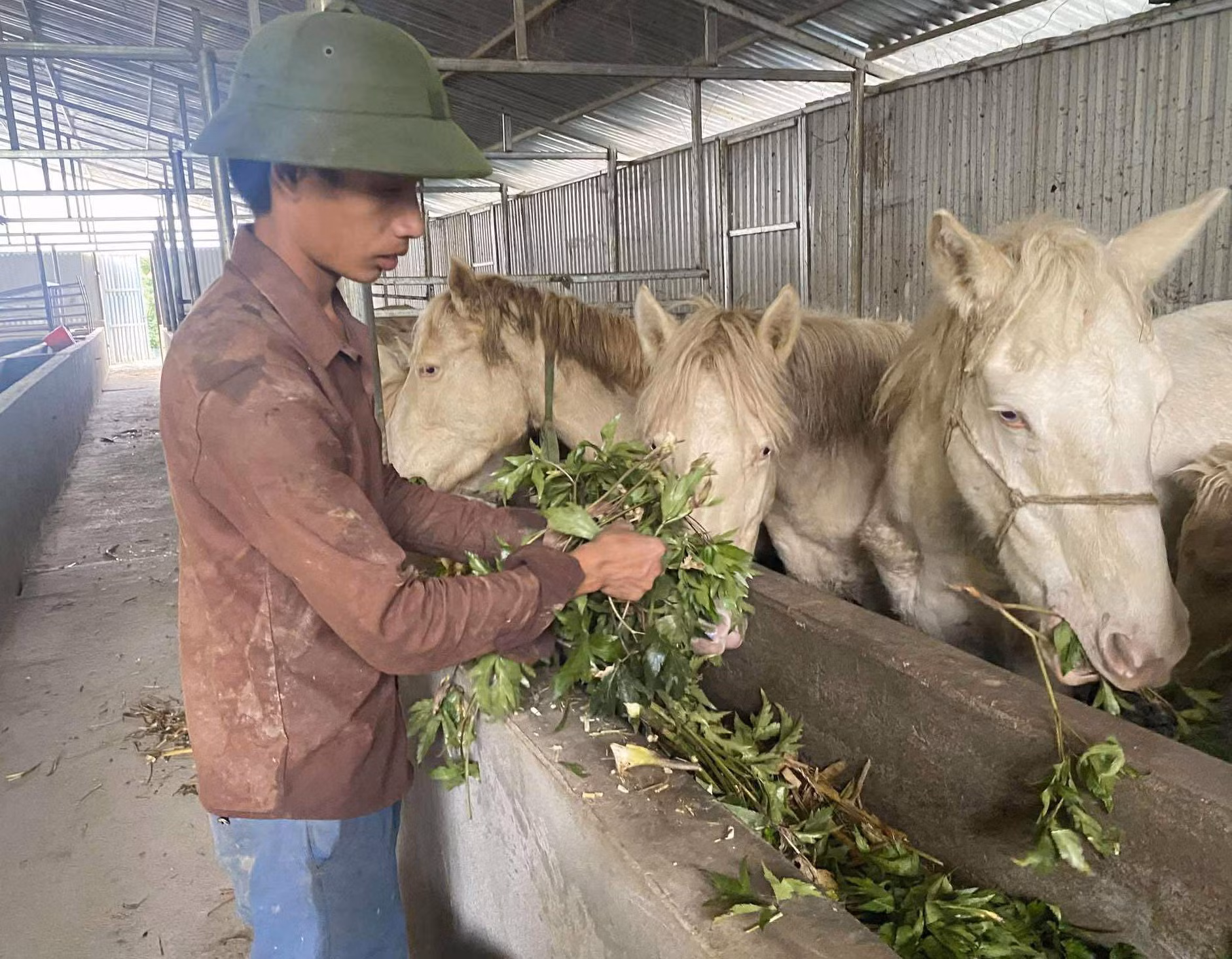 Mô hình nuôi ngựa bạch bằng thảo dược của Hợp tác xã Mý Dao, xã Sìn Hồ (Lai Châu) tạo ra hướng phát triển kinh tế tốt tại địa phương.